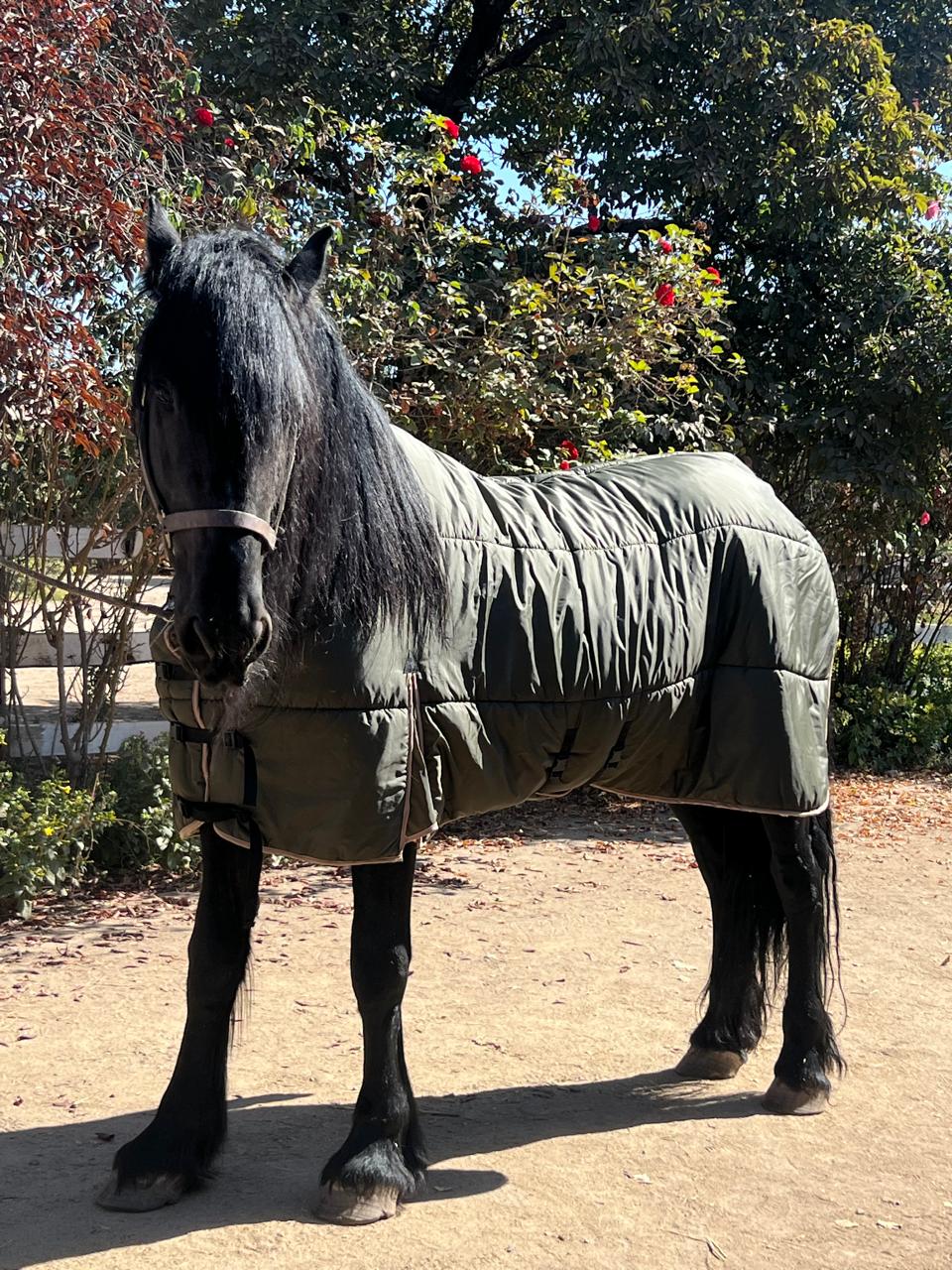 CAPAS PARA CABALLOS
