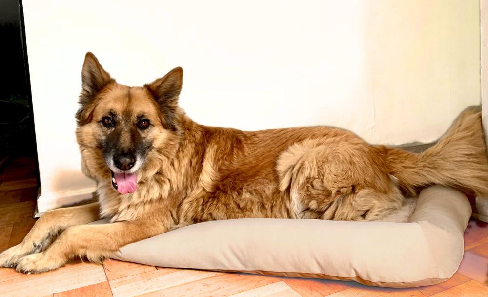 COLCHÓN PARA MASCOTAS XL