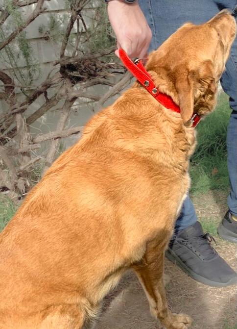 COLLAR DE CUERO PARA MASCOTAS CON MULTIAGARRE