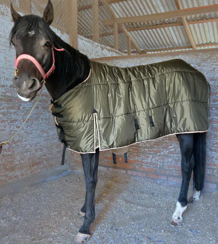 CAPAS PARA CABALLOS